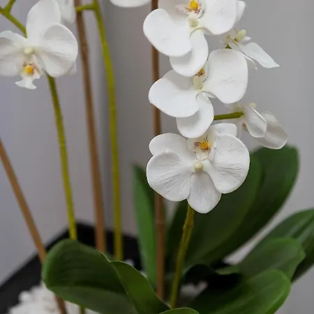 Bursztyn Ii Klifowa Апартаменты